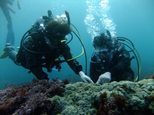 ふたりのお気に入りトウシマコケギンポ