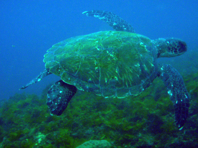 海は青くウミガメにも逢えます