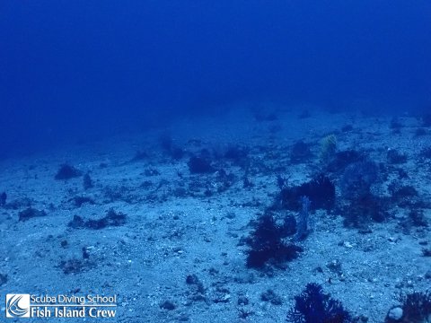 アサヒの根が見える