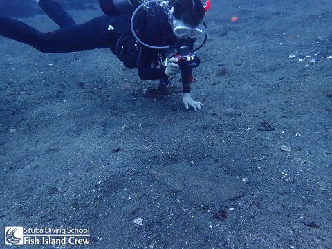 夏にカスザメ登場