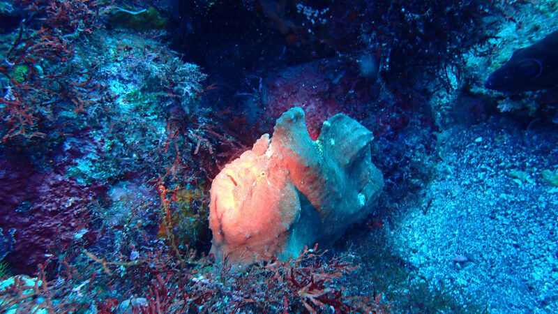 PADI IDC進行中 with サム & マイ（伊豆大島・秋の浜）