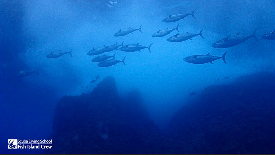 ケータのイソマグロ