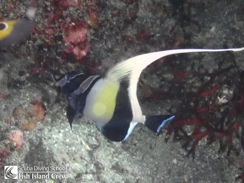 だいたい寝てる子