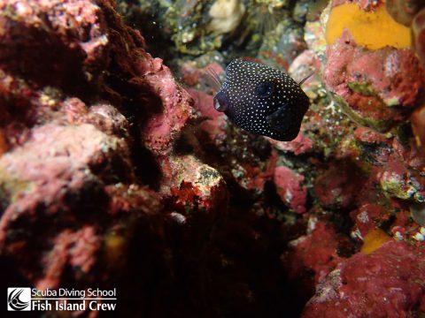 クロハコフグ幼魚