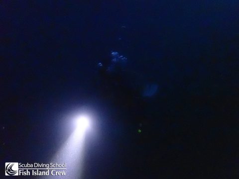 ナイトダイビングの魅力