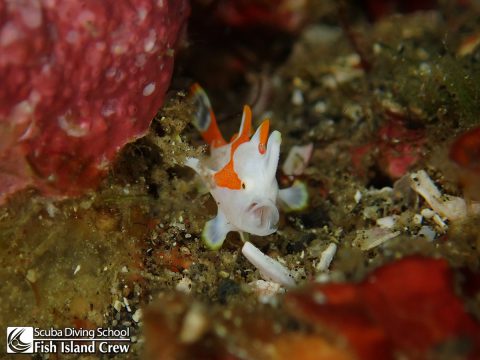 クマドリカエルアンコウ
