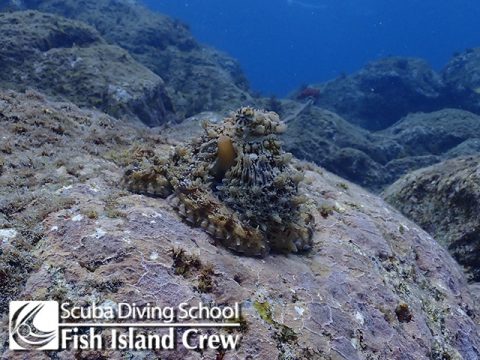 そんなところにも生物