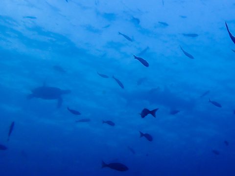 ハンマーヘッドシャークとウミガメのコラボ